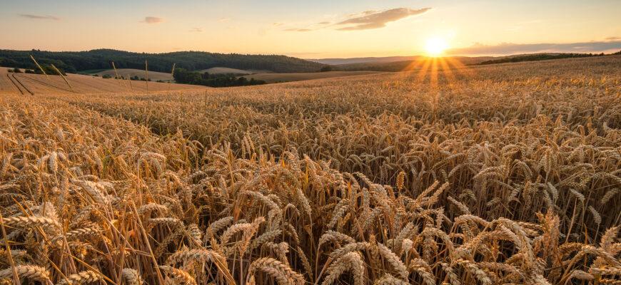 Снижение запасов пшеницы во всем мире